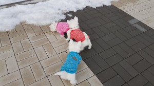 20170205 113410