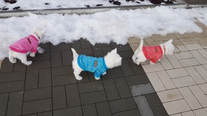20170205 113417