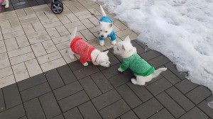 20170205 113454