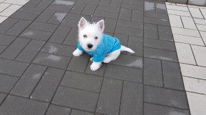 20170205 113810